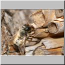 Osmia bicornis - Rote Mauerbiene 30.jpg